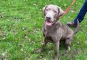 Milo the 20-month-old labrador. Picture: York RSPCA