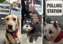 Adorable - dogs at polling stations across York today