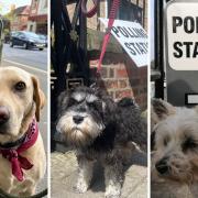 Adorable - dogs at polling stations across York today