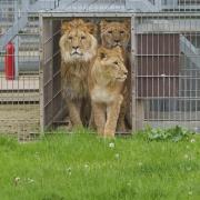The lions explore their habitat at Yorkshire Wildlife Park