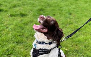 Dee Dee the Springer Spaniel. Picture: York RSPCA