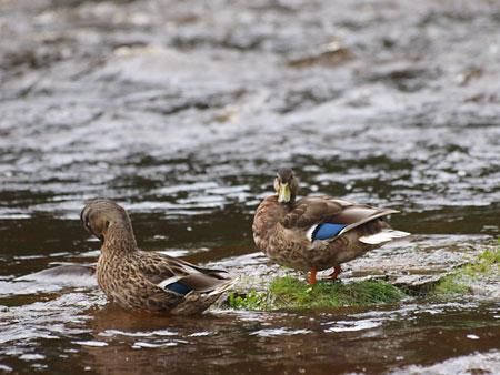 Ducks at Aysgarth. Picture: Jim Sotheran