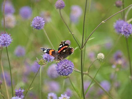 Red admiral on wild flowers. Picture: Jim Sotheran