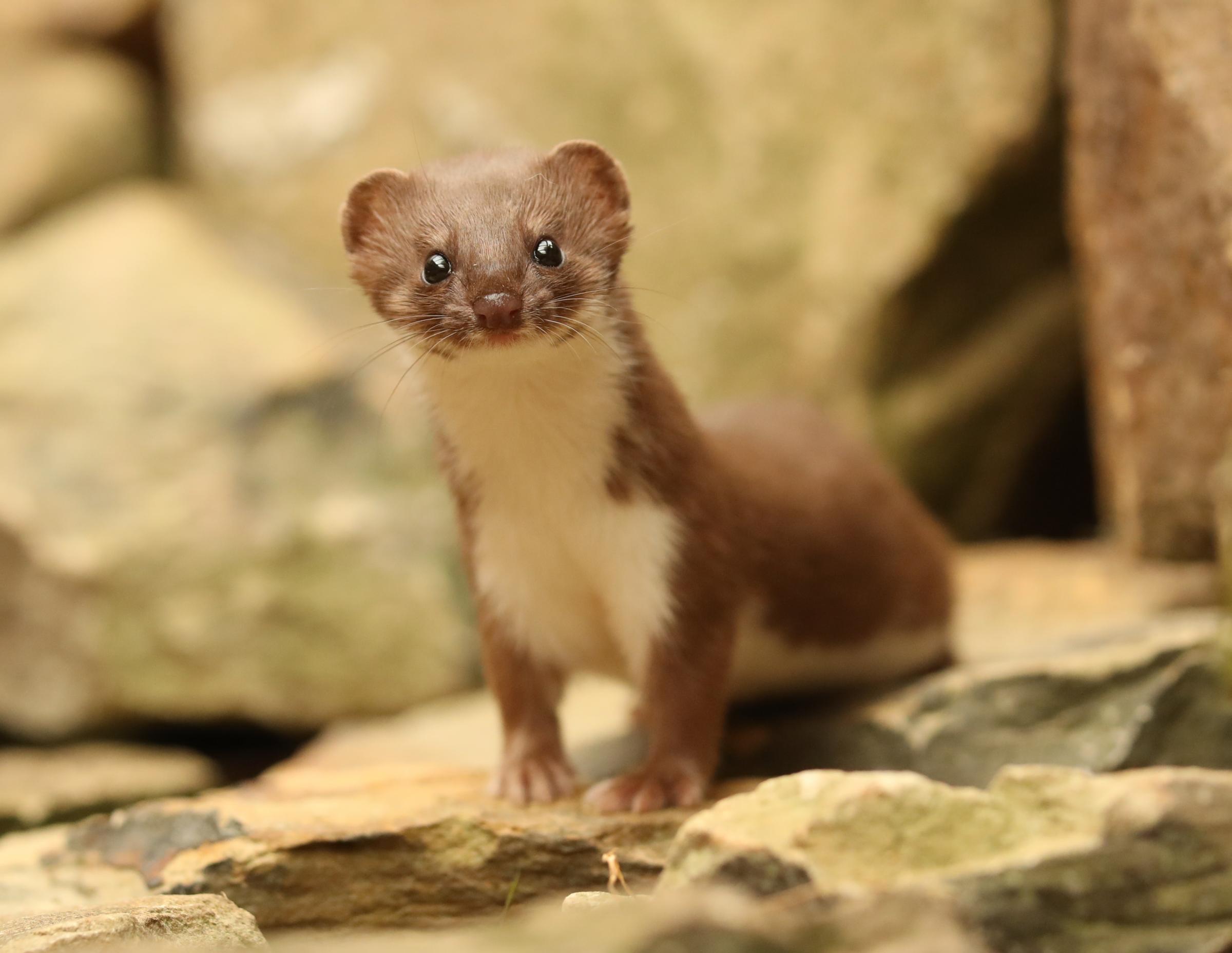 Weasels to star with wildlife artist Robert Fuller on TV