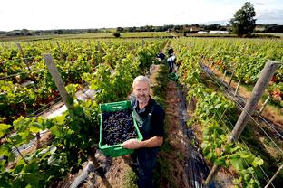 Harvesting time at Ryedale Vineyards, Westow | York Press 