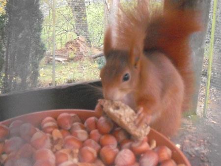 Red squirrel at Kilnsey Park & Trout Farm, Kettlewell. Picture by Jo Turnbull 
