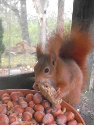 Red squirrel at Kilnsey Park & Trout Farm, Kettlewell. Picture by Jo Turnbull 
