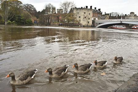 'Follow me' - November floods in York. Picture Kevin Bailey