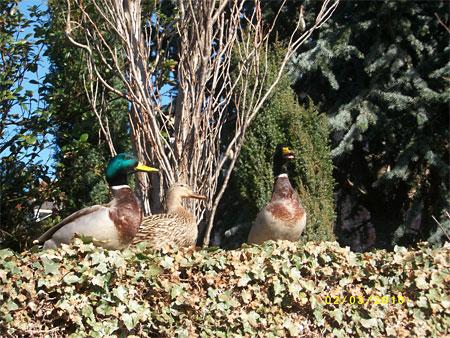 Ducks on top of a wall in St Oswalds Road. Picture: Brian McCusker 