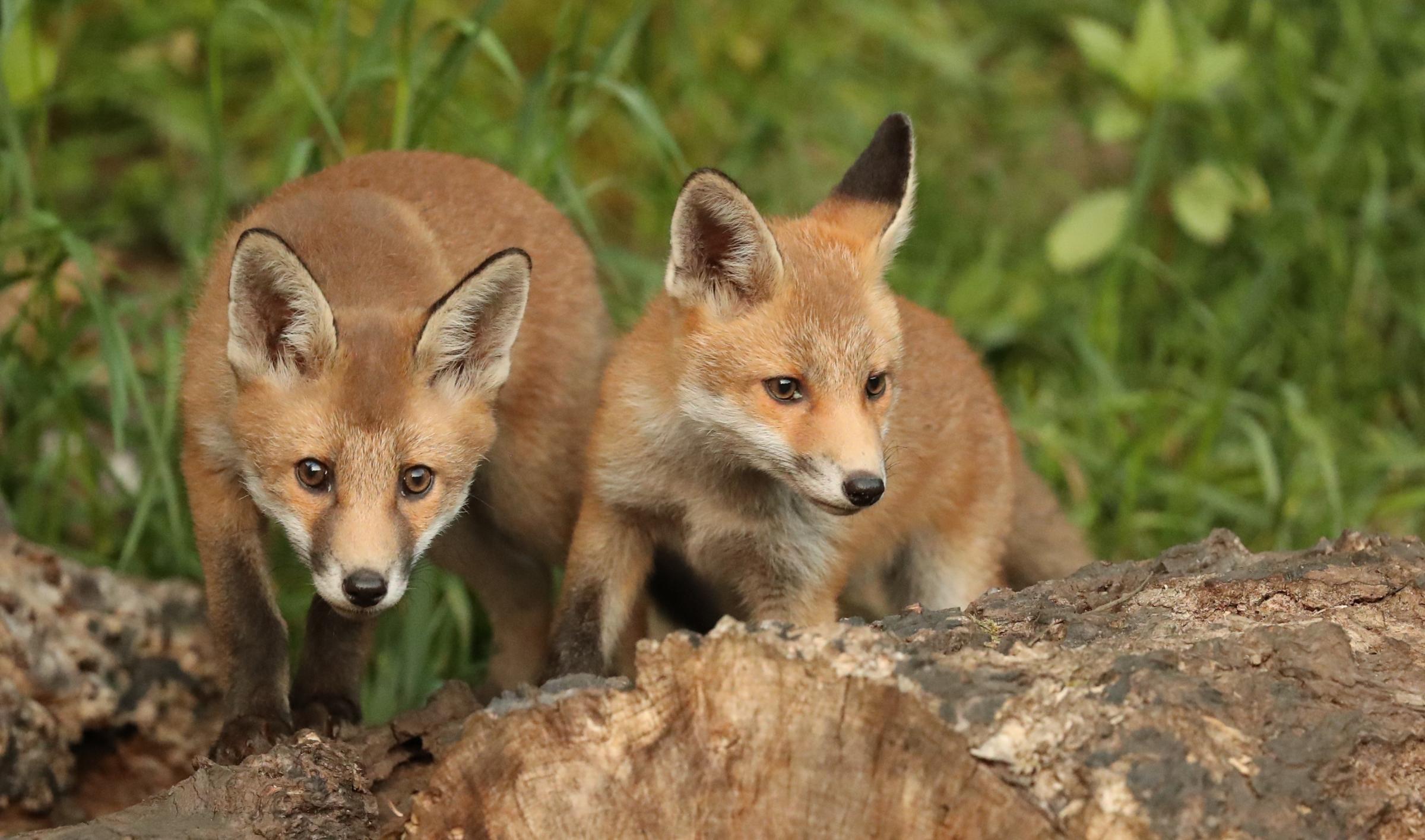 The secret life of York's urban foxes - Vimarsana News