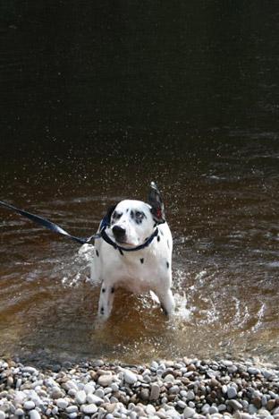 Oscar playing in the river at Bolton Abbey. Picture: Paul Mountain 