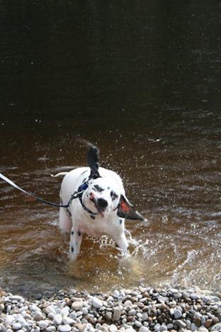 Oscar playing in the river at Bolton Abbey. Picture: Paul Mountain 
