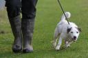 Expansion plan for dog walking venture