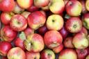 Autumn is now upon us and is serving up many delights, including apples from many local orchards