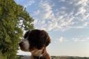My friend’s beloved Springer Spaniel Izzy, who was killed when a speeding trailer dragged her off the pavement