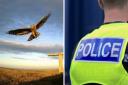 Police are investigating after four Hen Harrier chicks were killed in the Yorkshire Dales National Park
