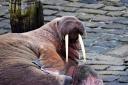 Thor, the walrus that made a New Year's visit to Scarborough