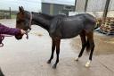 A York owner who failed to get veterinary treatment for his starving horse has been given banned from keeping equines for ten years.