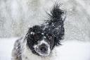 Some of the UK’s favourite dog breeds are at high risk of hypothermia from temperatures below 7°C