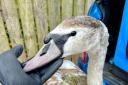 Swan with cord entwined round its legs safely released back to River Derwent