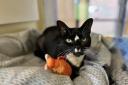 Sox, the 4-year-old domestic shorthair. Picture: RSPCA
