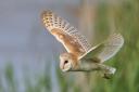 Barn Owl hunting late in the evening at the water’s edge at Blacktoft in East Yorkshire. Picture: Harri Marsh