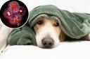Minster Vets has issued helpful tips to protect pets during the fireworks season