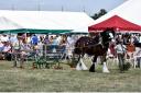 Horses are a popular feature at Tockwith Show