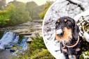 Are you looking to find the ideal winter walk for you and your dog in North Yorkshire?