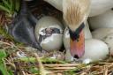 A swan with its hatching young. Photos by Linda Taylor