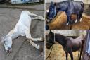 Horses at Jemoon Stud found by the RSPCA