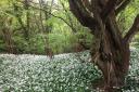 Wild garlic at Hetchell Wood. Picture: Yorkshire Wildlife Trust