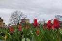 Tulips in the Eye of York by Garry Hornby