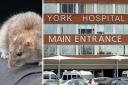 A York hospital trust has spent over £60,000 on tackling pests – including rats and cockroaches – since 2021, figures show