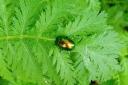 Barbara Smith took this photo of the rare tansy beetle in her garden