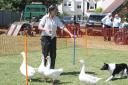 Shepherd Terena Plowright shows her geese herding and sheepdog skills