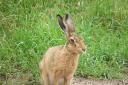Brown hare.  Picture: Jon Trail