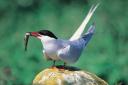 The Arctic tern, large numbers of which have been moving through Yorkshire