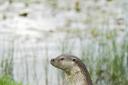 Otter. Picture:  Elliott Neep