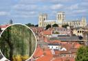 Two micro woods will be planted in York - but where?