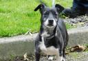 4 dogs at RSPCA York who need their forever home (RSPCA)