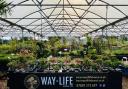 Way of Life Bonsai has teamed up with Vertigrow in York to grow its following.