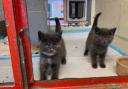 These kittens at RSPCA York need their forever home (RSPCA)