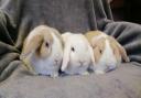These rabbits at RSPCA York need their forever home