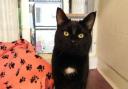 These 3 cats at RSPCA York need their forever home (RSPCA)