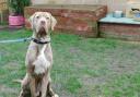 These 3 dogs at RSPCA York need their forever home (RSPCA)