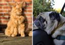 Pet owners warned of their furry pet's risk of sunburn and heatstroke