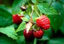 Plant and grow your own raspberries and blackberries with these top tips (Canva)