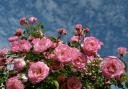 How to plant and grow your own garden roses with these top tips (Canva)