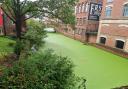 Duckweed on the River Foss